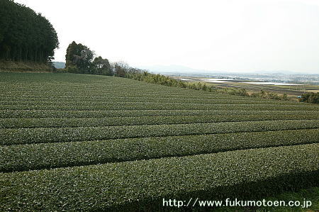 2月の茶園の状態