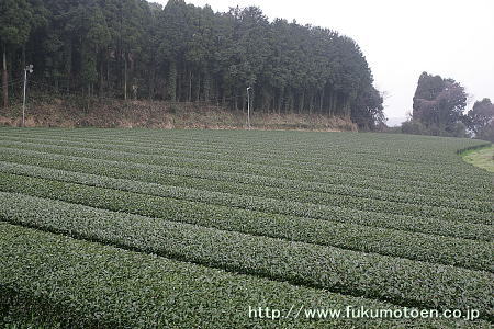 2月の茶園