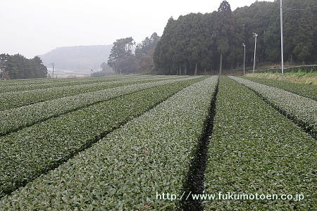 20090227-3.jpg