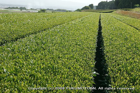 2番茶の新芽