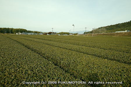お茶の福本園の近くの茶畑