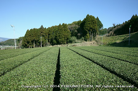 春整枝後のお茶園