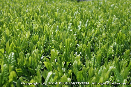 新茶