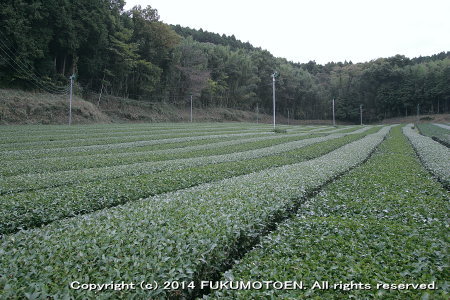 秋整枝後のお茶園