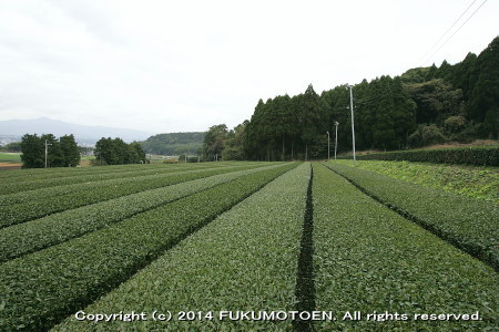 秋整枝後のお茶園