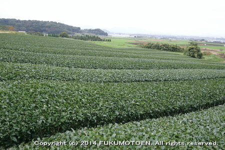 秋整枝後のお茶園