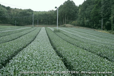 一番茶後中刈園2