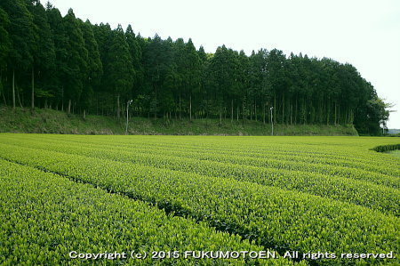 新茶