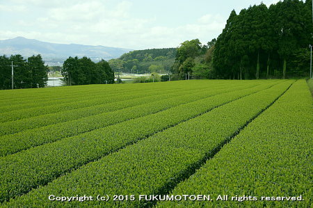 一番茶の新芽