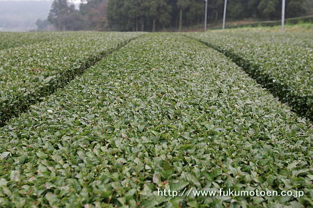 春整枝を行った茶園