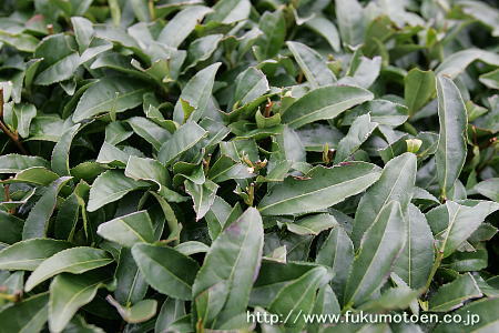 春整枝後の茶園の園層