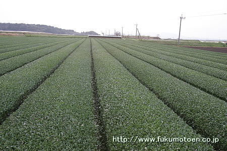 春整枝後の茶園