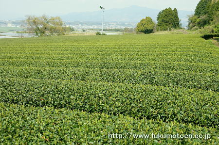 一番成長の早い茶園