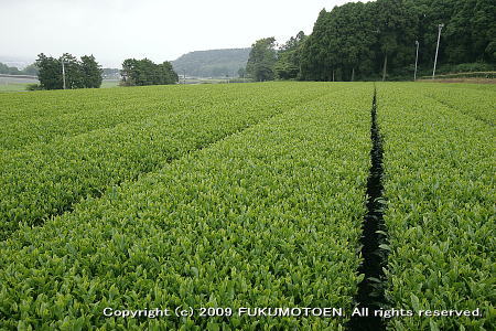 2番茶の新芽